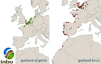 Observations des goélands argentés et des goélands bruns bagués