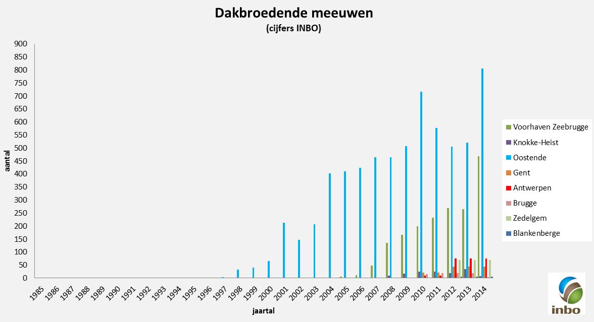 Grafiek dakbroedende meeuwen in Vlaanderen